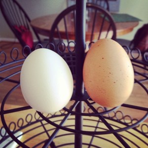 The Story of Two Eggs