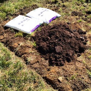 Beginnings of a garden