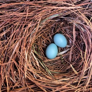 Blue bird nest