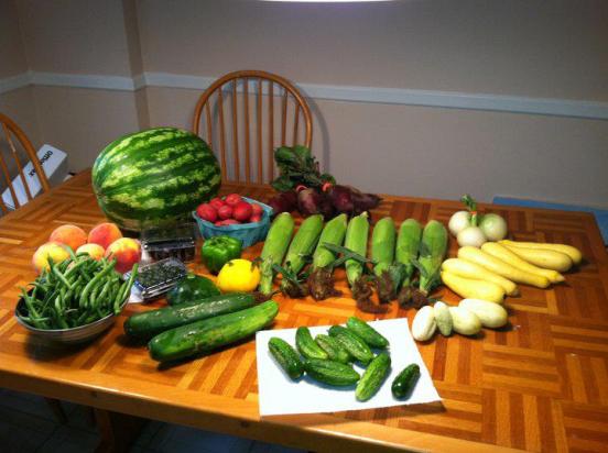 Full summer veggie share. WOW!