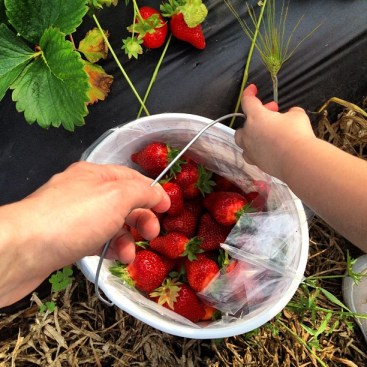The BEST strawberries - and locally grown!