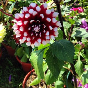Filaskys Dahlia