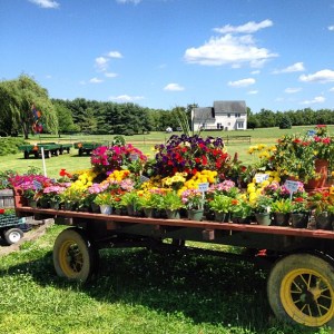 Filaskys Flower Wagon