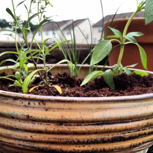 Herbs in pot