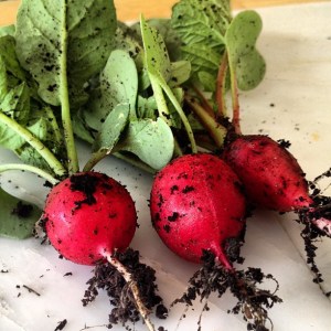 Radish Trio