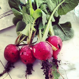 radishes