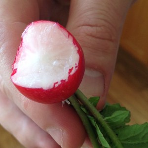 Red and white radish