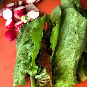 Romaine and Radishes