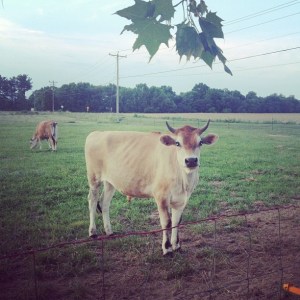 Somerset Cow with Horns