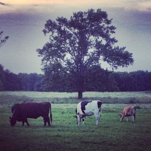 Somerset Cows
