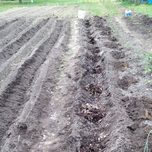 compost in