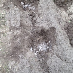 Hole dug for tomato plant