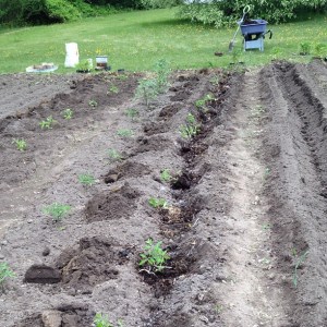 Tomatoes Rows