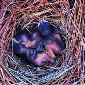 Blue birds in nest