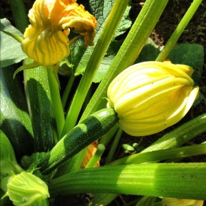 zucchini flower