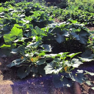 zucchini jungle