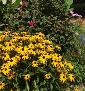 Update Black Eyed Susans