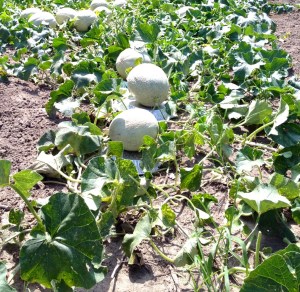 Update Edited Cantolopes