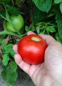 Update Perectly Ripe Tomato
