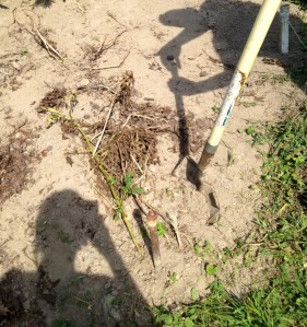 Update Potato Shadow