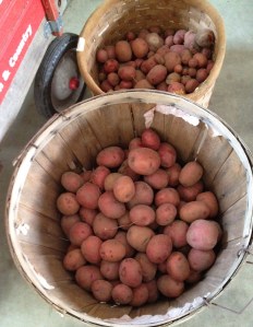 Update Red Potatoes