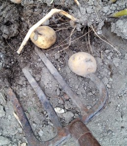 Update Speared Potato