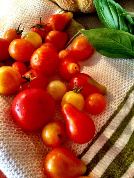 CSA Tomatoes