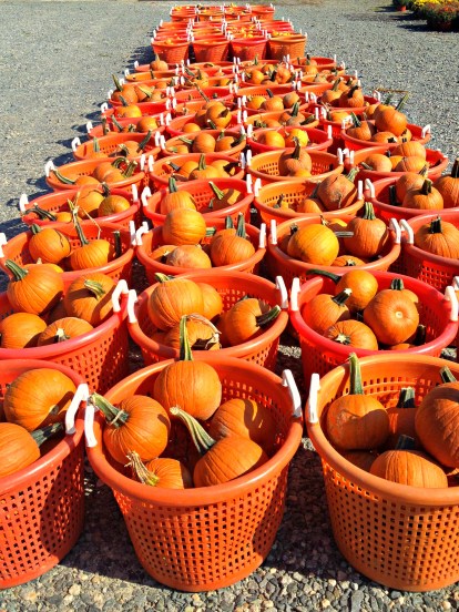Fall Baskets of Pumpkins