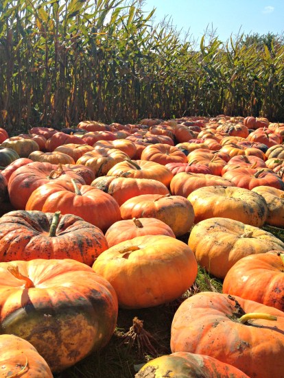 Fall Cinderella Pumpkins