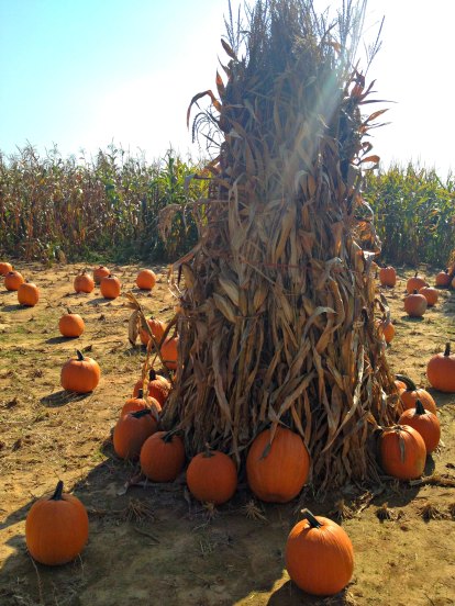 Fall Corn Stalks