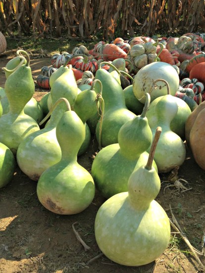 Fall Green Gourds