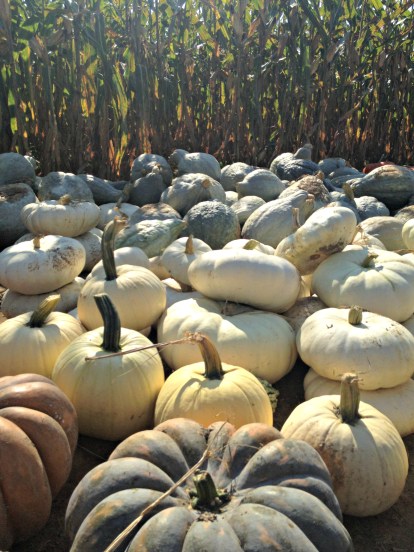 Fall grey and white pumpkins