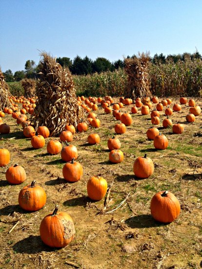 Fall Pumpkin field