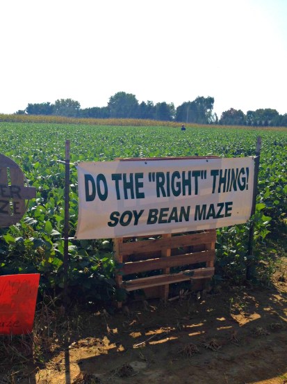 Fall Soy Maze