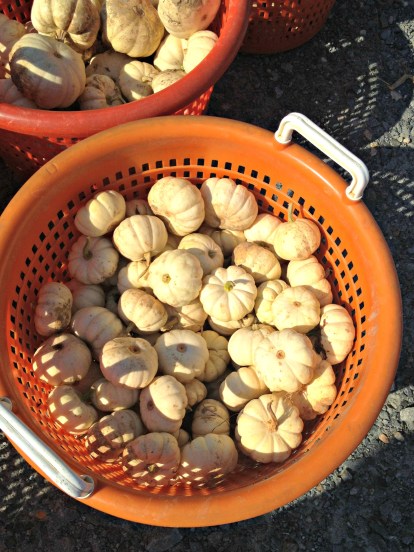 Fall tiny white pumpkins