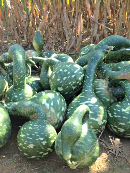 Fall Watermelon Gourd