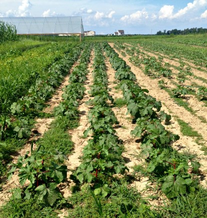 Bayberry Okra High Tunnel in the Background