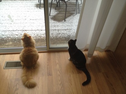 Willow and Zuzu fascinated by their first snowfall. (I took lots of pictures of these two over the last few days.)
