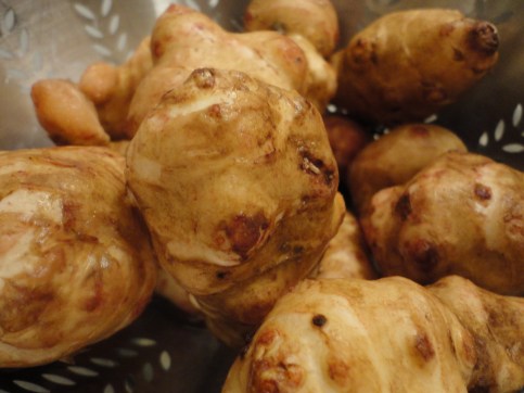 Jerusalem artichokes - not the prettiest girl at the party but she makes up more it in practicality and common sense