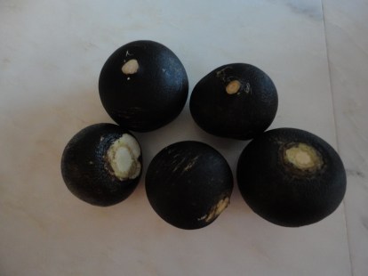 The radishes in question, about three times the size of spring radishes