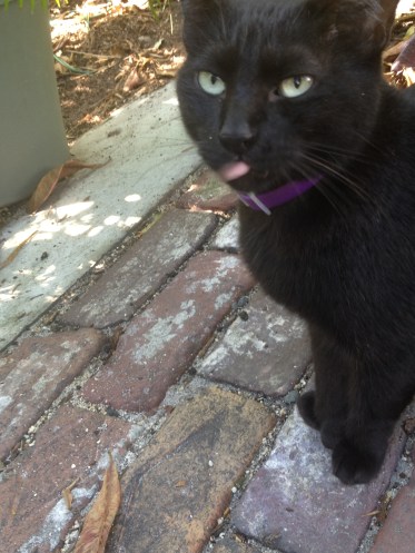 Snowball's great grandkitten, perhaps?