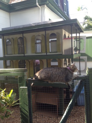 A replica of the main house for the cats with a fat cat lounging out front