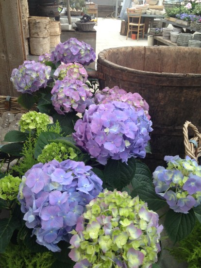 Hydrangea are my hands-down, all-time favorite flower, especially when they are blue and scattered throughout a bike path in Cape Cod