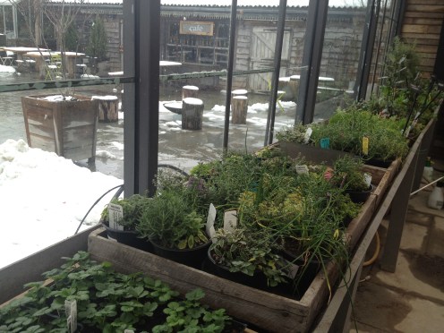 Herbs and Snow