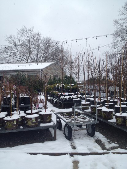 Can't wait to start landscaping! Oh wait, it's a frozen tundra out there.