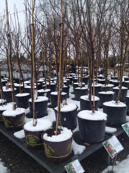 Trees, ready for some Spring sunshine