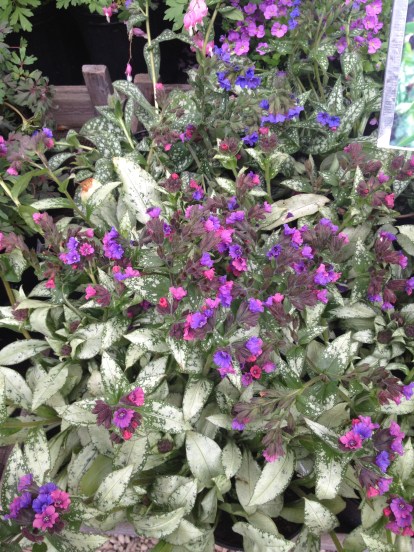 Lungwort - ugly name for such a pretty plant
