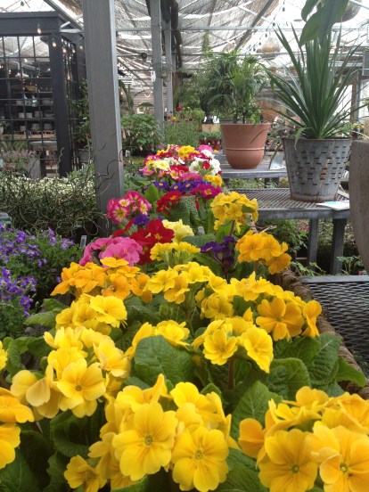 These brightly colored flowers give me hope for ACTUAL Spring