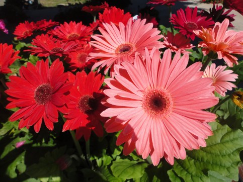 Gerbera Daisies