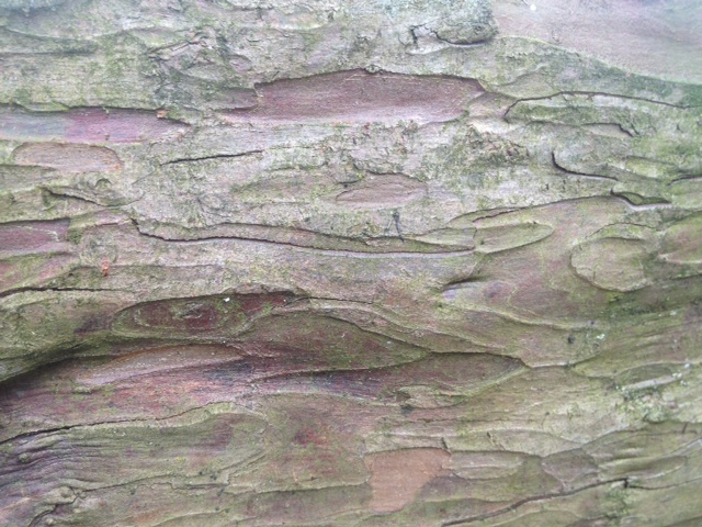 Longwood bark